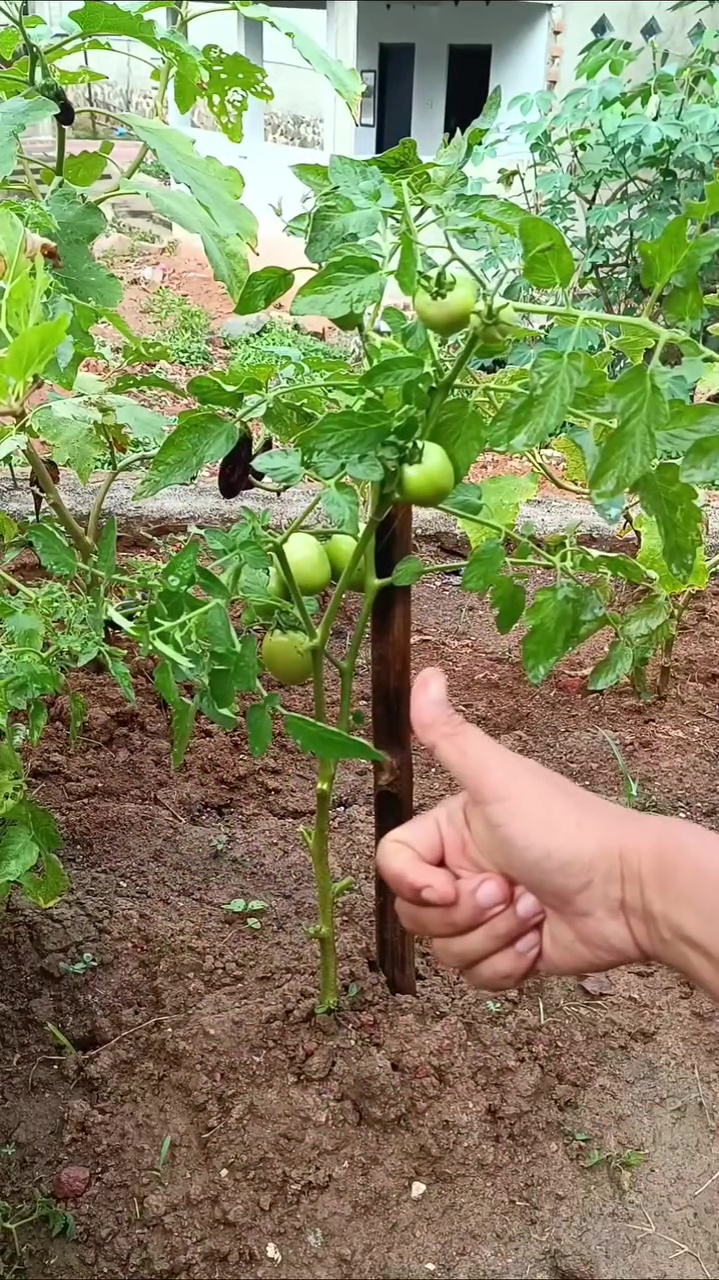 Dapat trik dari tukang kebun, tanaman tomat auto cepat berbuah jika diberi 2 bahan dapur ini