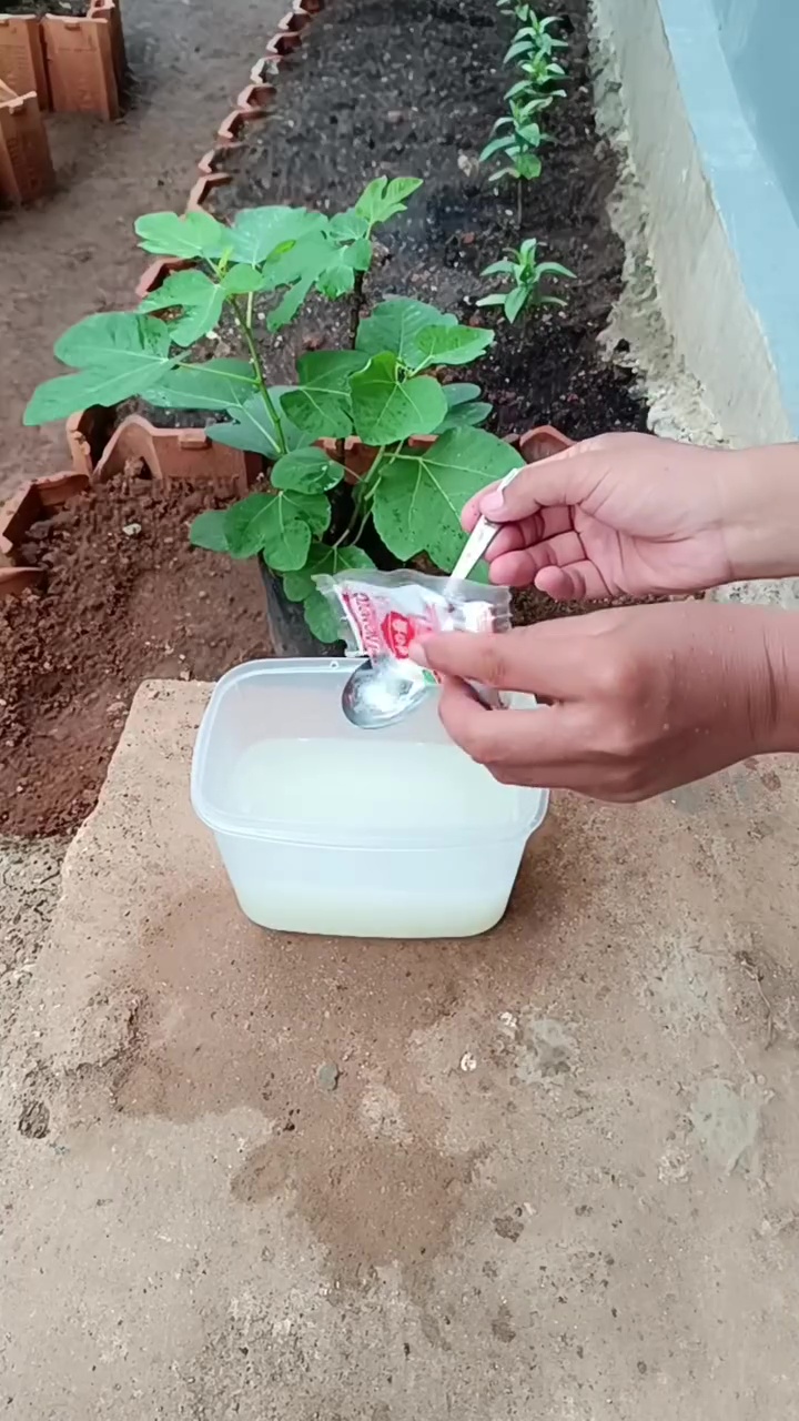 Dapat trik dari tukang kebun, tanaman tomat auto cepat berbuah jika diberi 2 bahan dapur ini