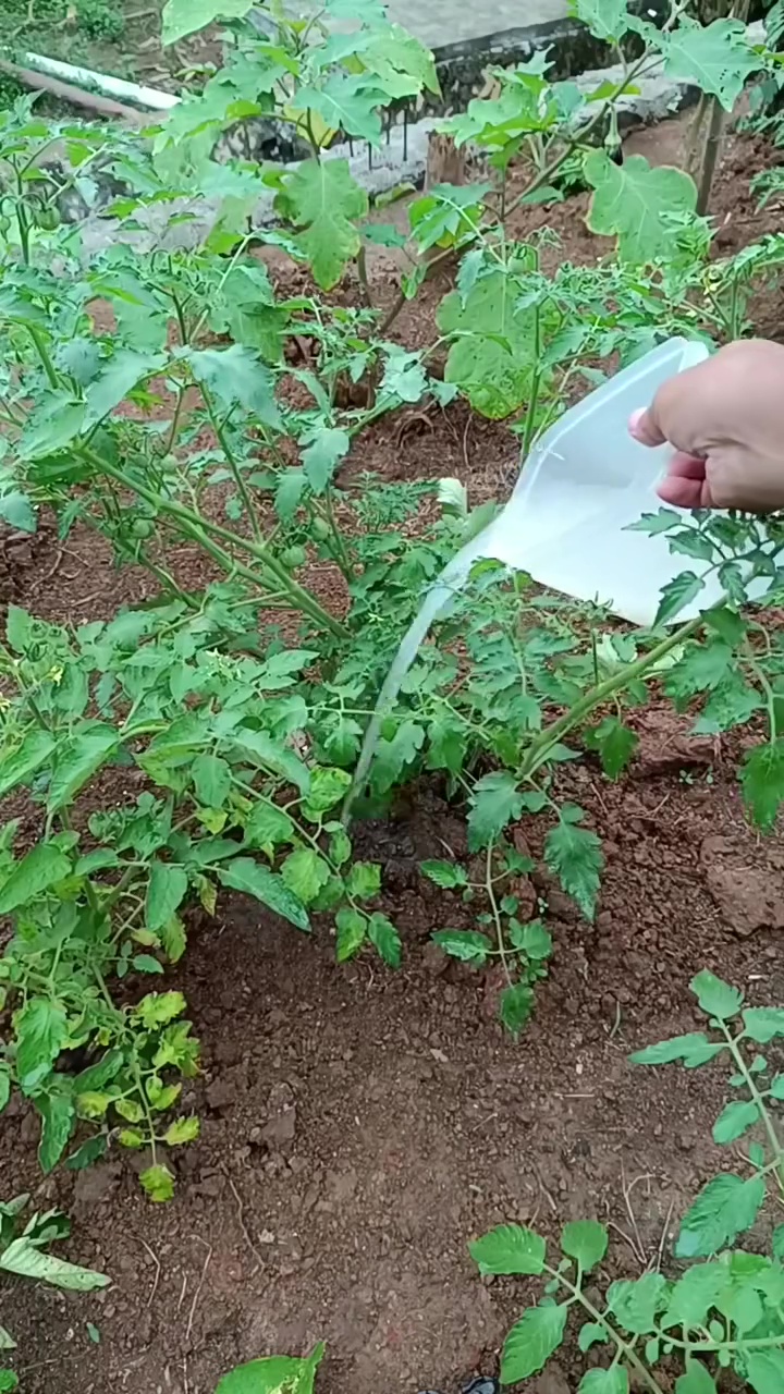 Dapat trik dari tukang kebun, tanaman tomat auto cepat berbuah jika diberi 2 bahan dapur ini