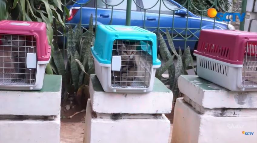 Mediasi 12 jam berujung damai, ini 9 potret Sherina akhirnya kembalikan 5 kucing Uya Kuya