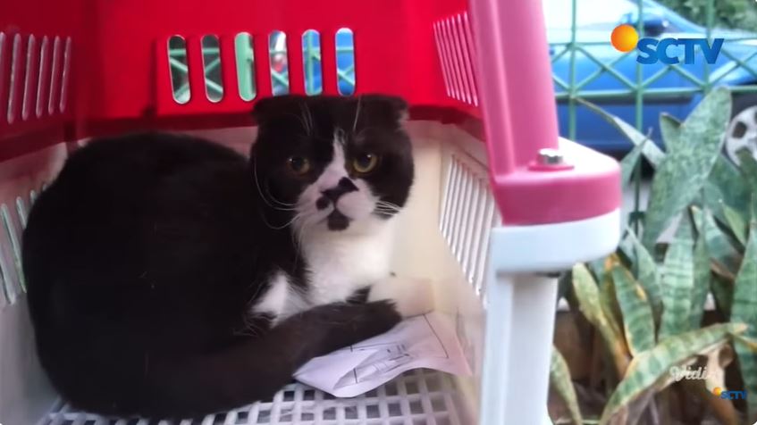 Mediasi 12 jam berujung damai, ini 9 potret Sherina akhirnya kembalikan 5 kucing Uya Kuya