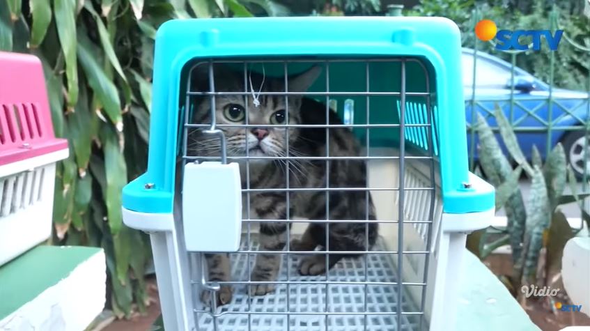 Mediasi 12 jam berujung damai, ini 9 potret Sherina akhirnya kembalikan 5 kucing Uya Kuya