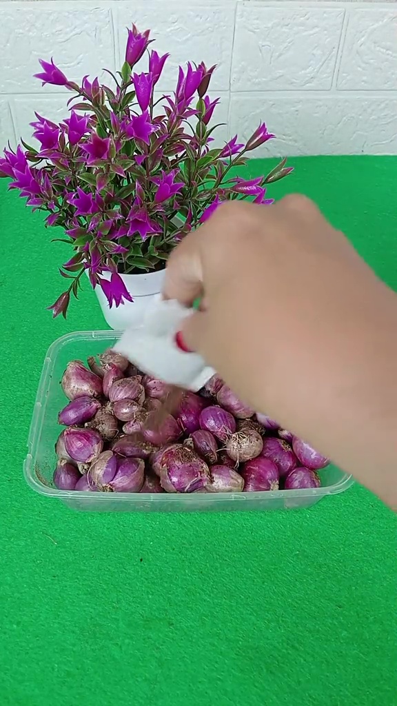 Bawang merah cepat busuk dan berlendir saat disimpan di kulkas? Taburkan 1 minuman ini biar lebih awet