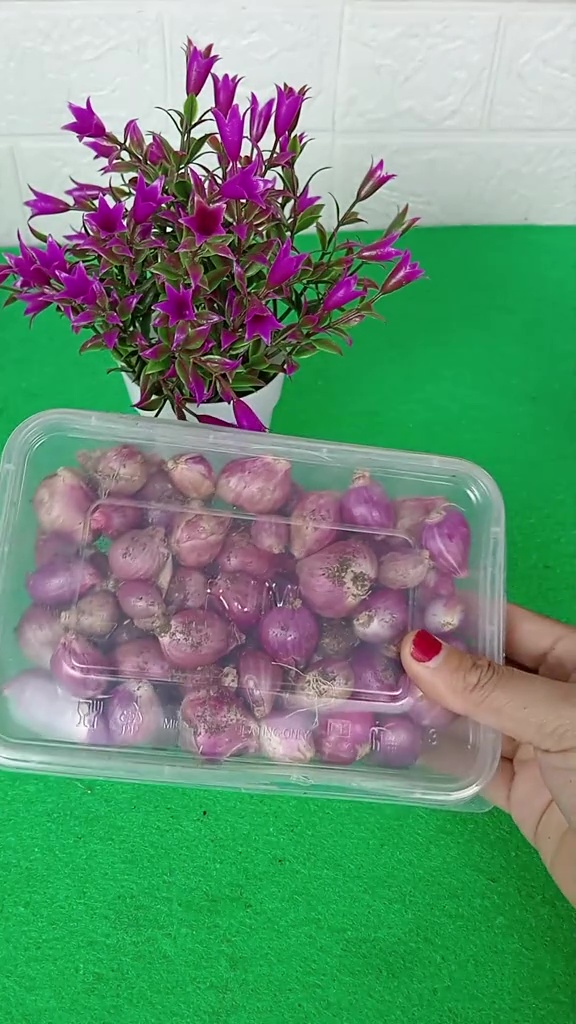 Bawang merah cepat busuk dan berlendir saat disimpan di kulkas? Taburkan 1 minuman ini biar lebih awet