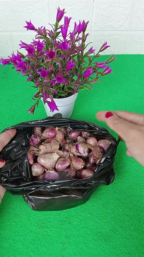 Bawang merah cepat busuk dan berlendir saat disimpan di kulkas? Taburkan 1 minuman ini biar lebih awet
