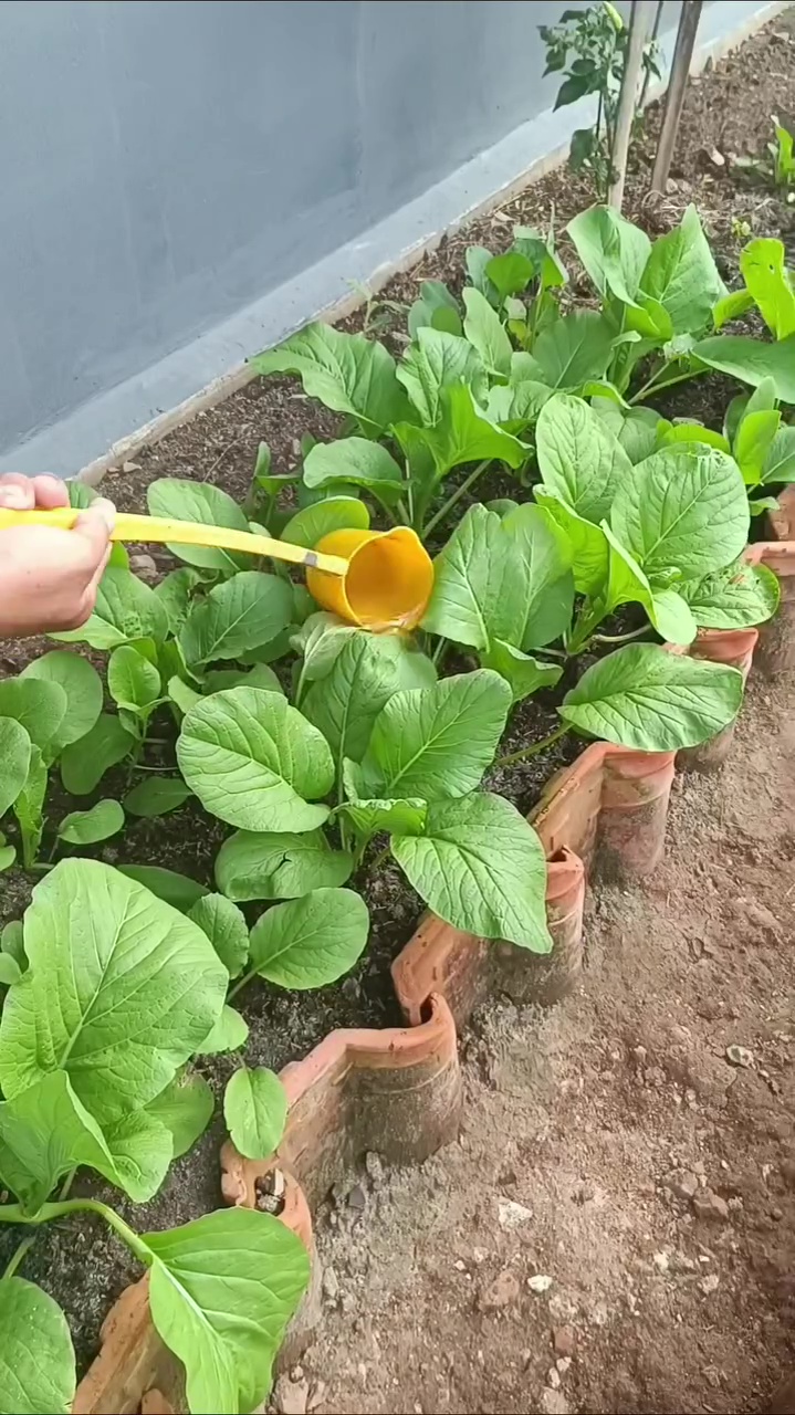 Jangan asal tanam, begini cara pakai jeroan ikan untuk suburkan tanaman agar tak bikin bau busuk