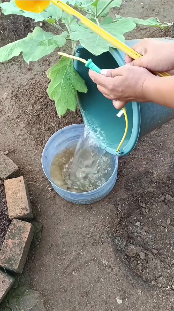 Jangan asal tanam, begini cara pakai jeroan ikan untuk suburkan tanaman agar tak bikin bau busuk