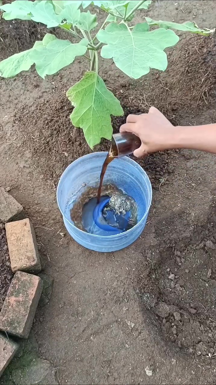 Jangan asal tanam, begini cara pakai jeroan ikan untuk suburkan tanaman agar tak bikin bau busuk