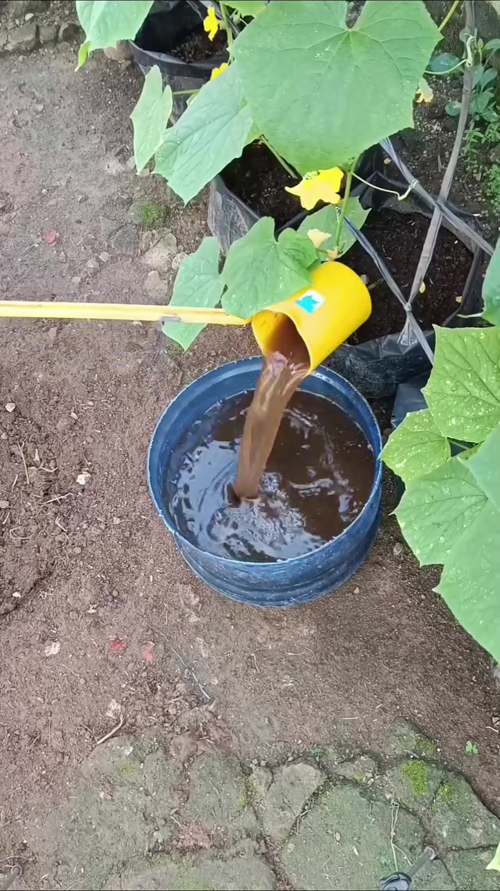 Jangan asal tanam, begini cara pakai jeroan ikan untuk suburkan tanaman agar tak bikin bau busuk