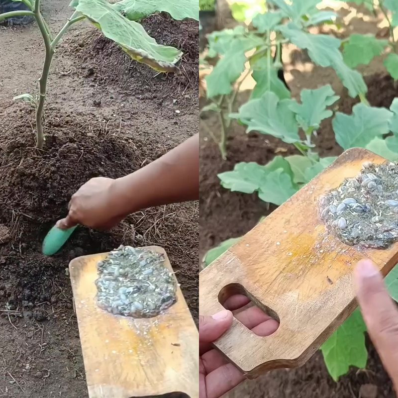 Jangan asal tanam, begini cara pakai jeroan ikan untuk suburkan tanaman agar tak bikin bau busuk