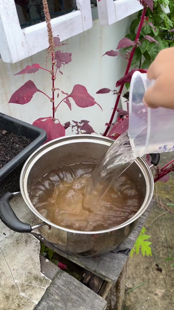 Modal Rp0, ini rahasia membuat pohon jeruk nipis berbuah lebat meski tanpa pupuk mahal