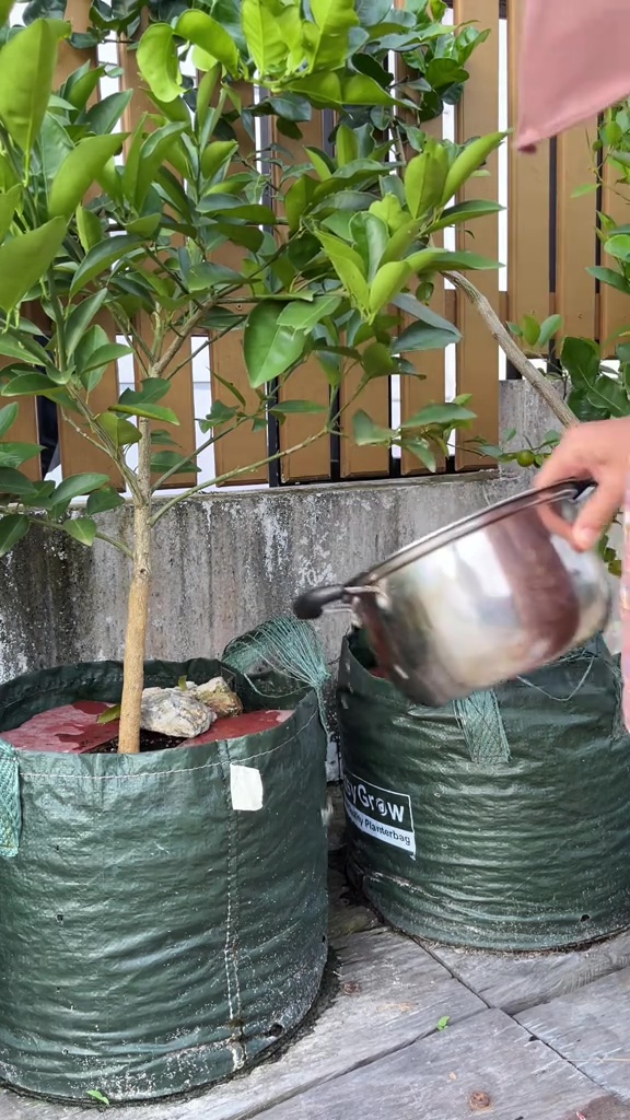 Modal Rp0, ini rahasia membuat pohon jeruk nipis berbuah lebat meski tanpa pupuk mahal