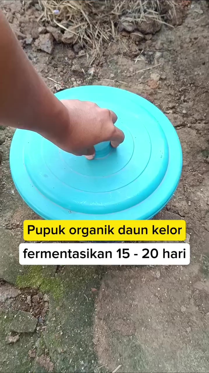 Ternyata daun kelor bisa jadi pupuk organik untuk lebatkan buah di tanaman cabai, begini cara pakainya