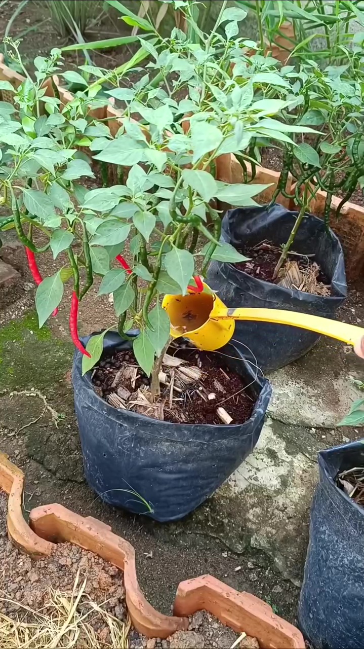Ternyata daun kelor bisa jadi pupuk organik untuk lebatkan buah di tanaman cabai, begini cara pakainya