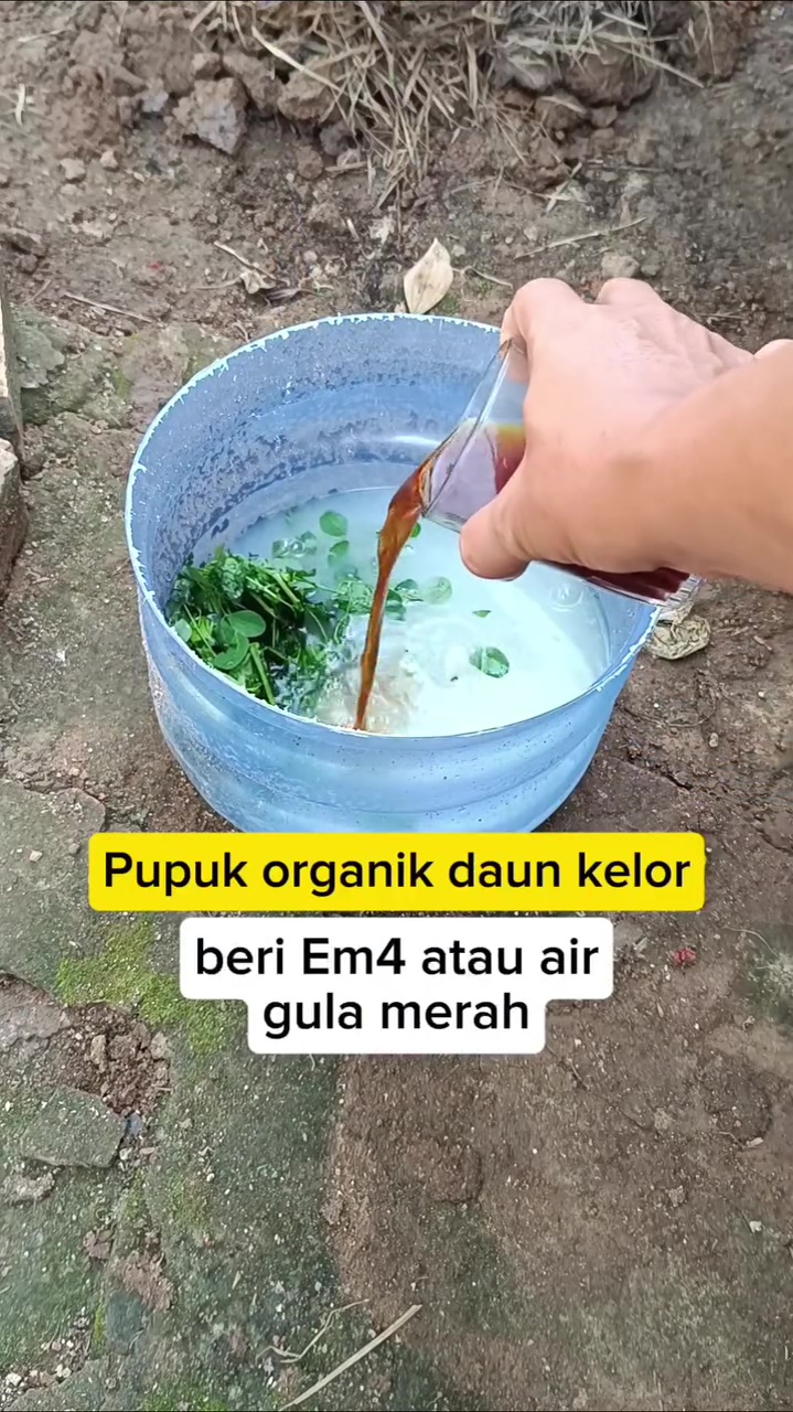 Ternyata daun kelor bisa jadi pupuk organik untuk lebatkan buah di tanaman cabai, begini cara pakainya
