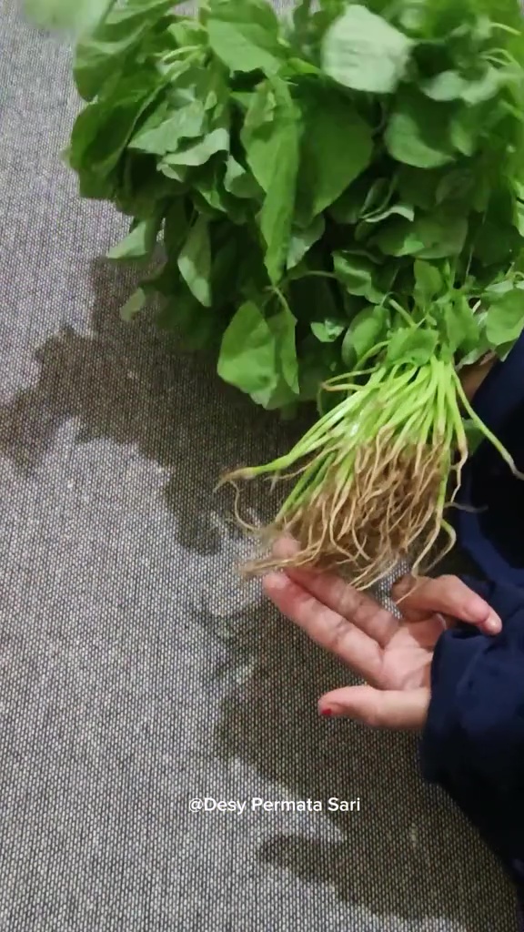 Ternyata sayur bayam bisa antilayu hingga seminggu, pakai cara ini lebih praktis tanpa direndam air