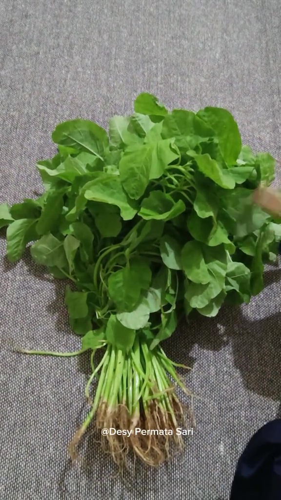 Ternyata sayur bayam bisa antilayu hingga seminggu, pakai cara ini lebih praktis tanpa direndam air