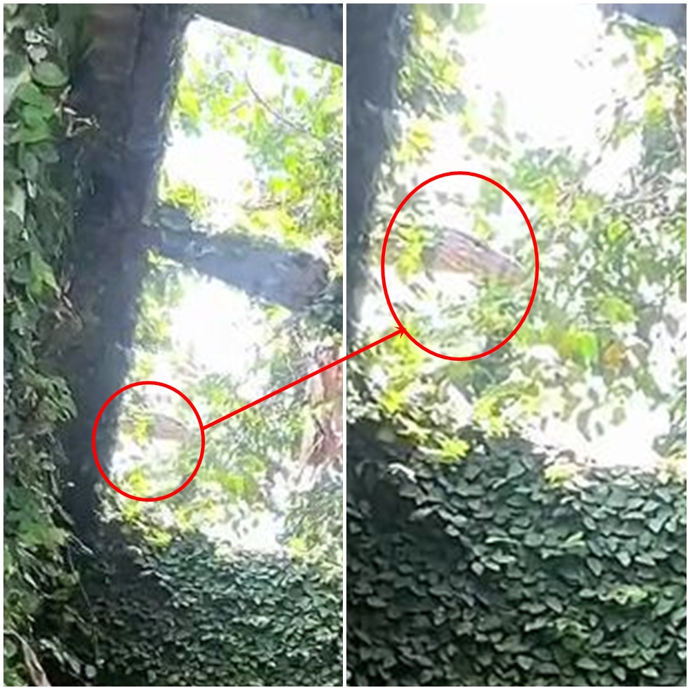 Sosoknya bikin liat dua kali, begini momen wanita tangkap basah pengintip dari halaman belakang rumah