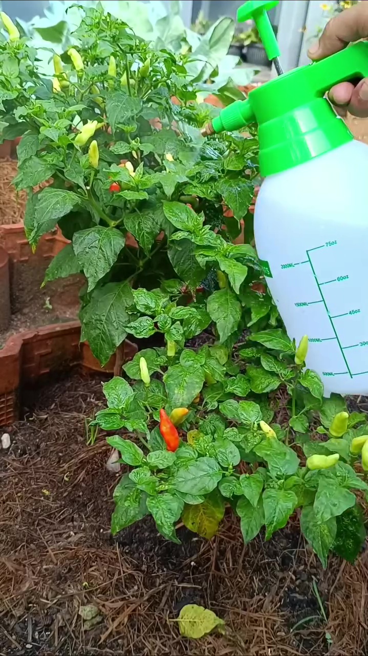 Jangan dibiarkan! Kutu daun di tanaman cabai bisa bikin layu dan rontok, begini cara mengatasinya