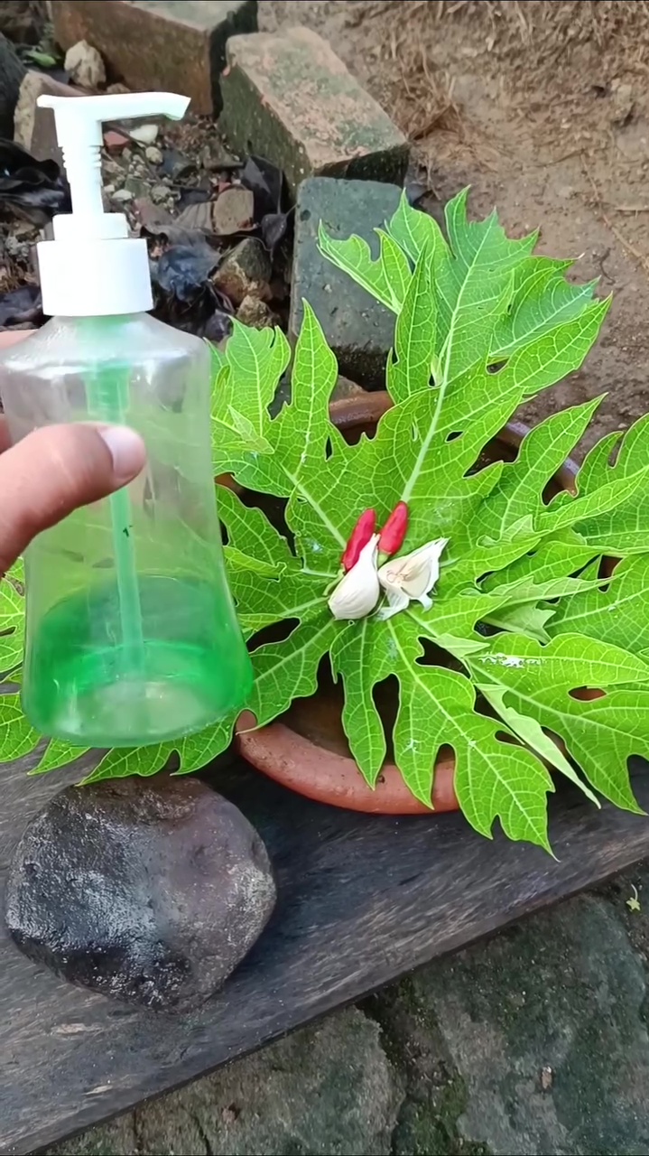 Jangan dibiarkan! Kutu daun di tanaman cabai bisa bikin layu dan rontok, begini cara mengatasinya