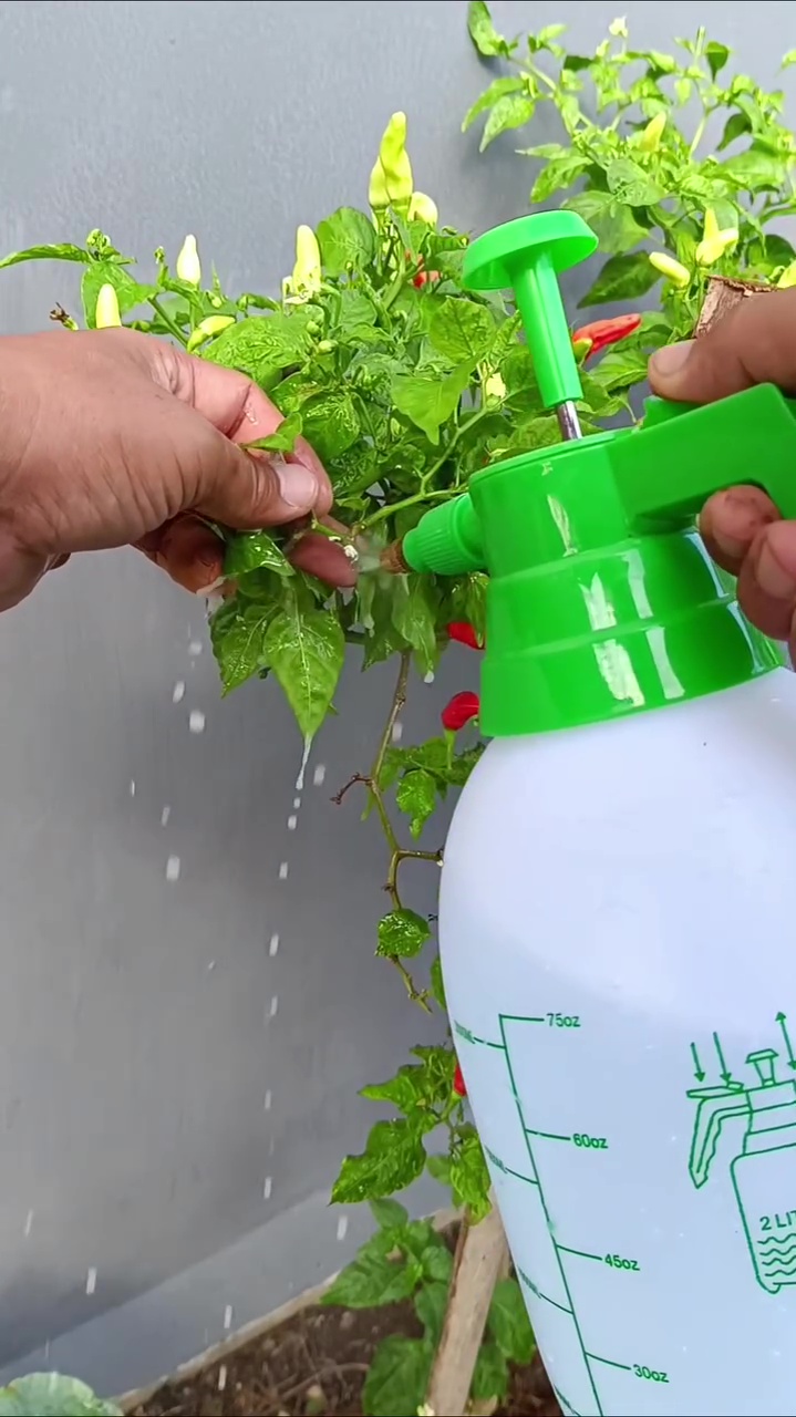 Jangan dibiarkan! Kutu daun di tanaman cabai bisa bikin layu dan rontok, begini cara mengatasinya