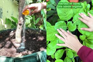 Jangan asal, ini cara pakai baking soda untuk gemburkan tanah agar tanaman cepat tumbuh dan tak layu