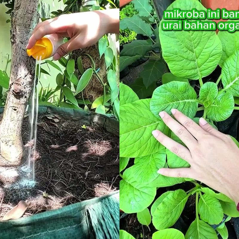 Jangan asal, ini cara pakai baking soda untuk gemburkan tanah agar tanaman cepat tumbuh dan tak layu