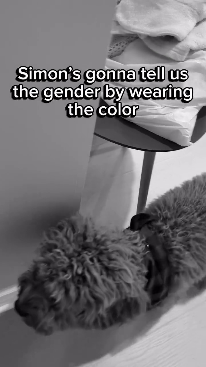 9 Potret gender reveal anak pertama Aurelie Moeremans dan Tyler Bigenho, konsepnya sederhana tapi unik