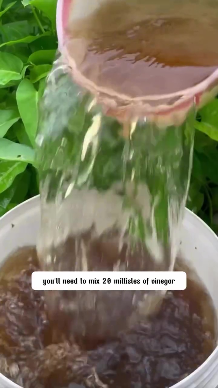 Ingin punya tanaman tomat yang bunganya antirontok dan berbuah lebat? Rahasianya di 3 bahan dapur ini