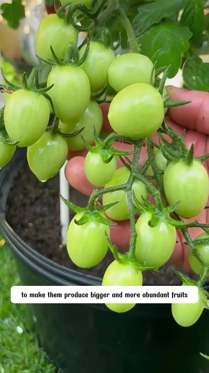 Ingin punya tanaman tomat yang bunganya antirontok dan berbuah lebat? Rahasianya di 3 bahan dapur ini