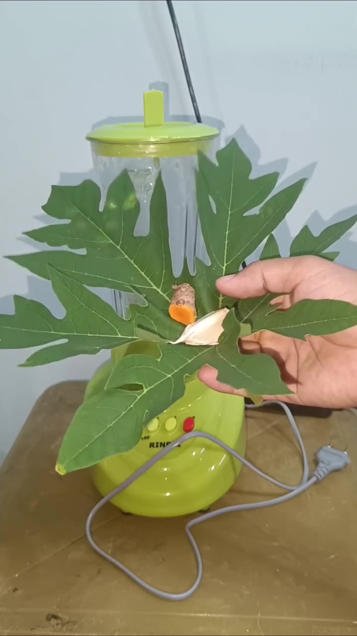 Trik cegah hama ulat di tanaman sawi agar daunnya tak berlubang cuma dengan 3 bahan dapur ini