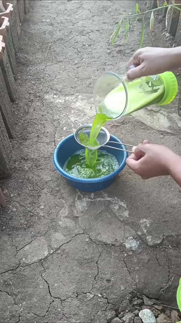 Trik cegah hama ulat di tanaman sawi agar daunnya tak berlubang cuma dengan 3 bahan dapur ini