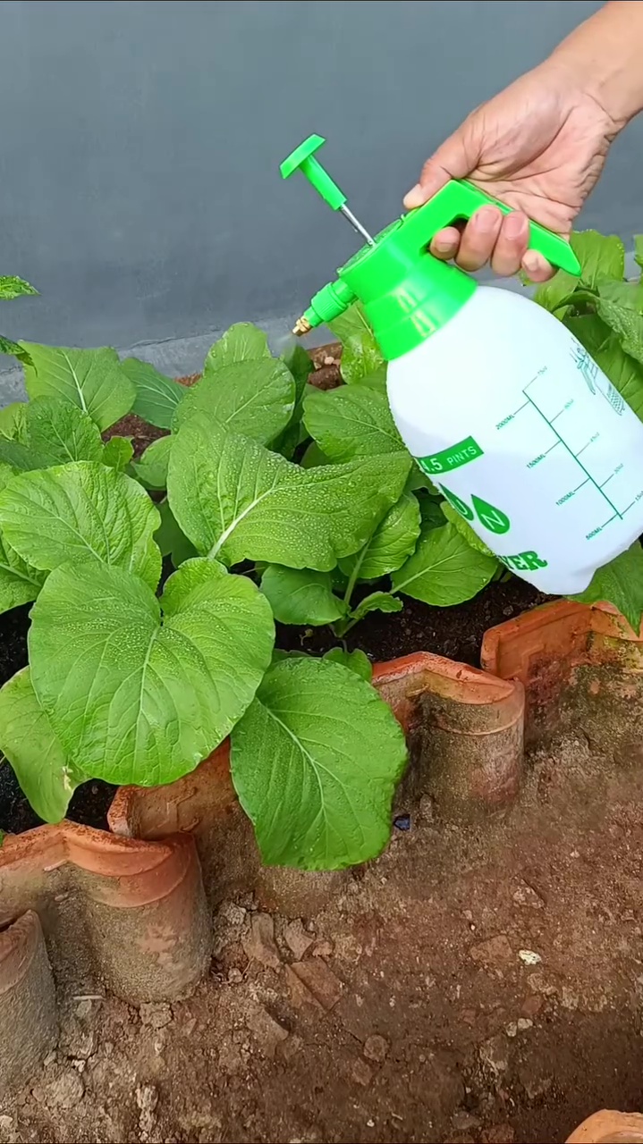 Trik cegah hama ulat di tanaman sawi agar daunnya tak berlubang cuma dengan 3 bahan dapur ini