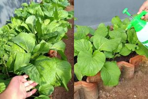 Trik cegah hama ulat di tanaman sawi agar daunnya tak berlubang cuma dengan 3 bahan dapur ini