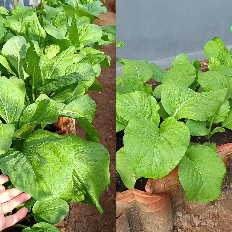 Trik cegah hama ulat di tanaman sawi agar daunnya tak berlubang cuma dengan 3 bahan dapur ini