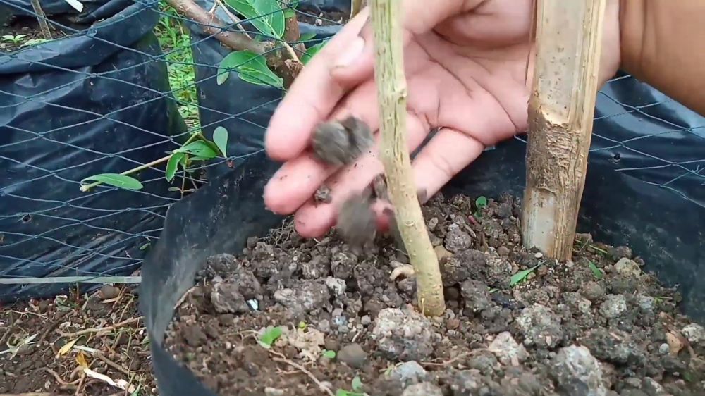 Jangan dibuang! Ampas kelapa bisa jadi kompos organik yang bikin tanaman subur, begini cara pakainya