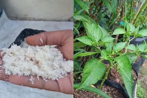Jangan dibuang! Ampas kelapa bisa jadi kompos organik yang bikin tanaman subur, begini cara pakainya
