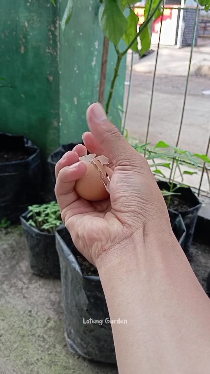 Trik tanaman seledri berdaun lebat dan tahan jamur cuma pakai pupuk NPK dari 2 bahan dapur ini
