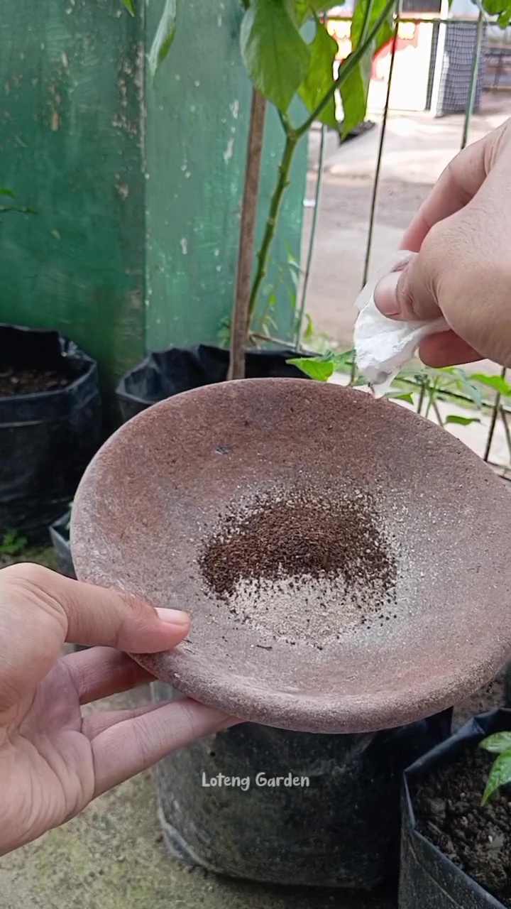 Trik tanaman seledri berdaun lebat dan tahan jamur cuma pakai pupuk NPK dari 2 bahan dapur ini