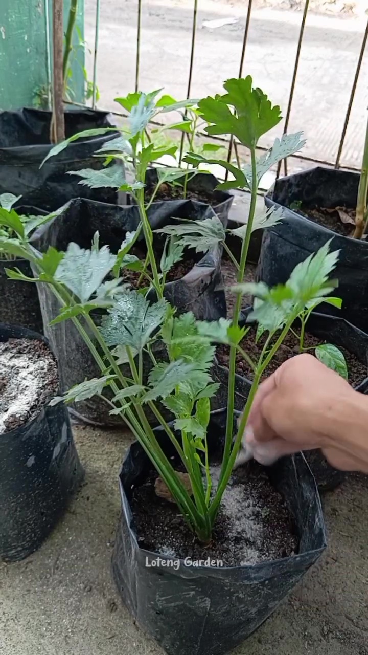 Trik tanaman seledri berdaun lebat dan tahan jamur cuma pakai pupuk NPK dari 2 bahan dapur ini