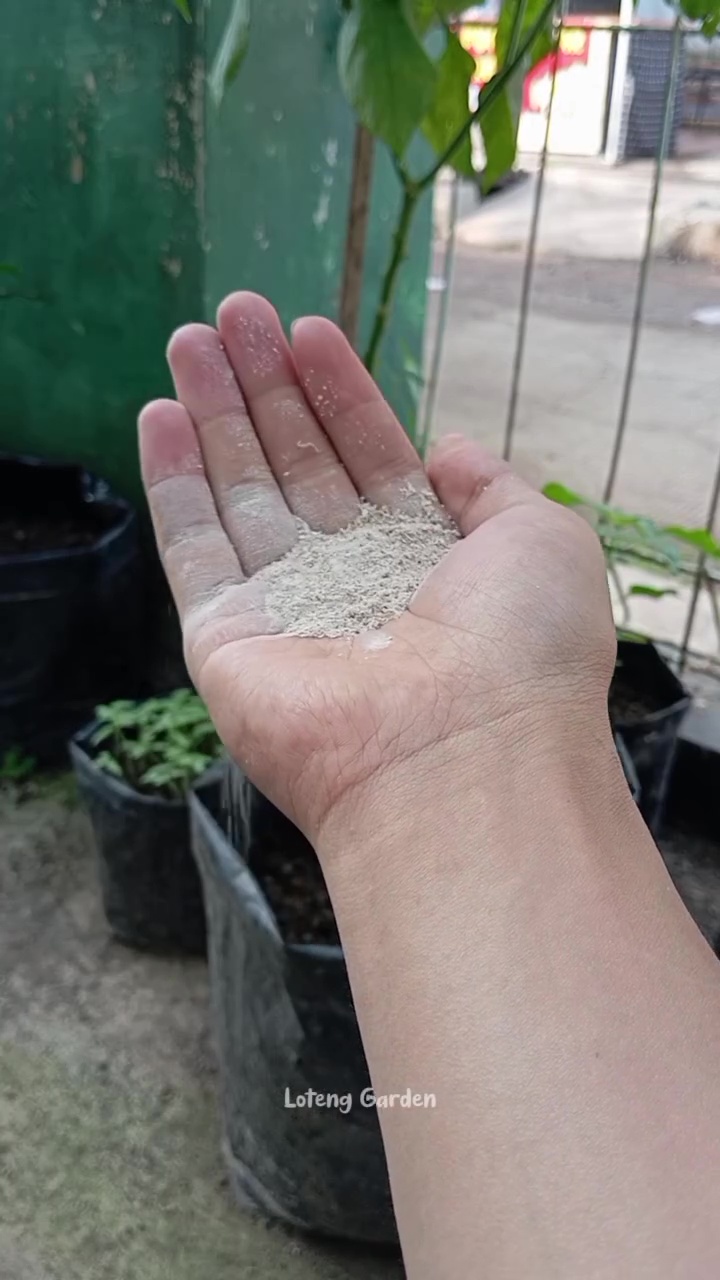 Trik tanaman seledri berdaun lebat dan tahan jamur cuma pakai pupuk NPK dari 2 bahan dapur ini