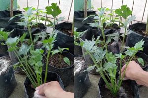 Trik tanaman seledri berdaun lebat dan tahan jamur cuma pakai pupuk NPK dari 2 bahan dapur ini