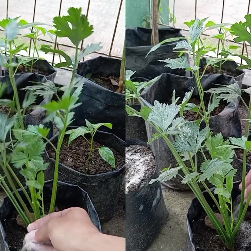 Trik tanaman seledri berdaun lebat dan tahan jamur cuma pakai pupuk NPK dari 2 bahan dapur ini