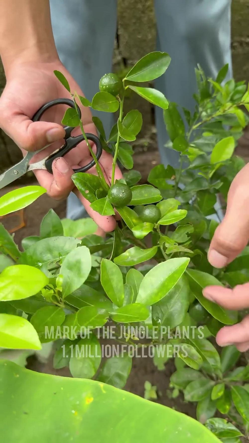 Tak perlu racikan pupuk mahal, bumbu dapur ini ternyata ampuh bikin tanaman jeruk nipis berbuah lebat