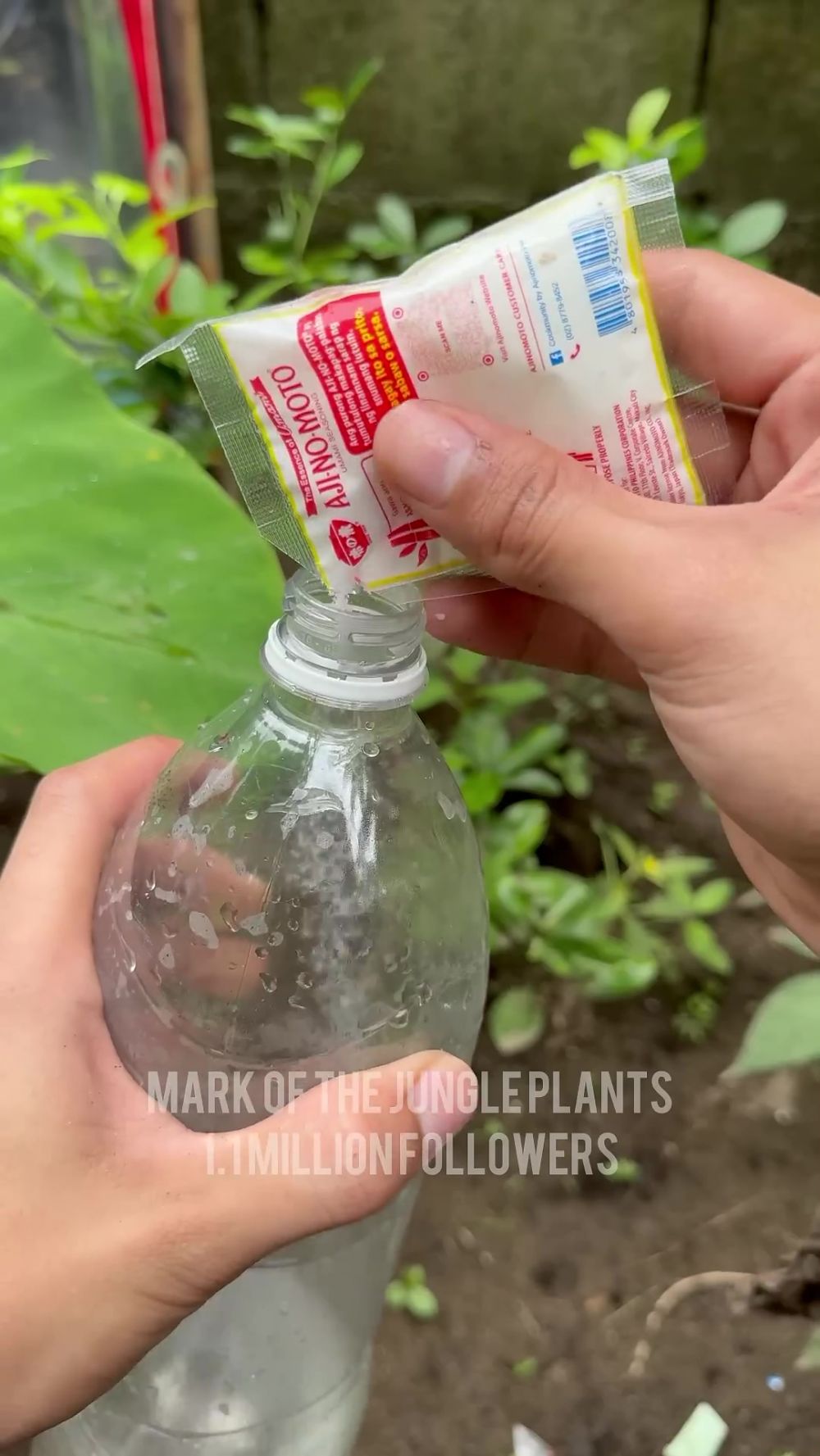 Tak perlu racikan pupuk mahal, bumbu dapur ini ternyata ampuh bikin tanaman jeruk nipis berbuah lebat