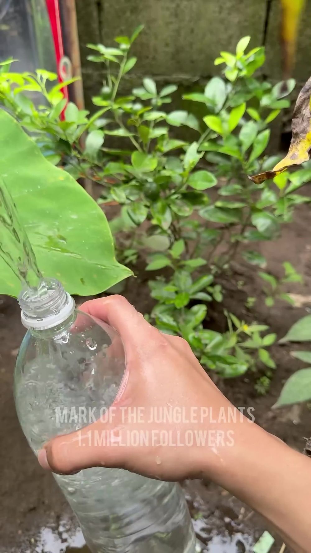 Tak perlu racikan pupuk mahal, bumbu dapur ini ternyata ampuh bikin tanaman jeruk nipis berbuah lebat