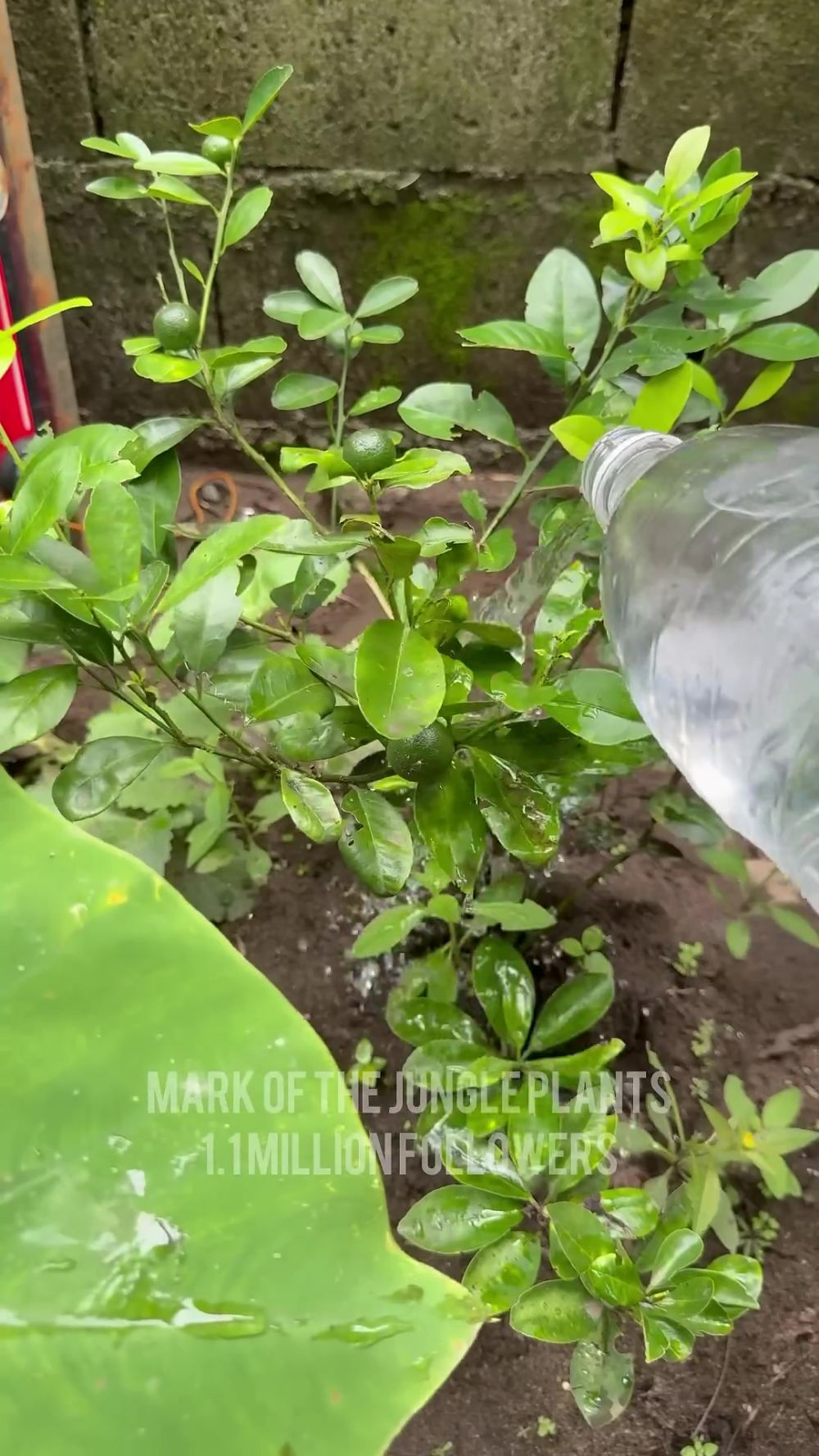 Tak perlu racikan pupuk mahal, bumbu dapur ini ternyata ampuh bikin tanaman jeruk nipis berbuah lebat