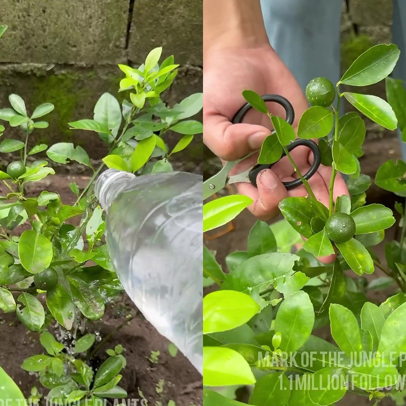 Tak perlu racikan pupuk mahal, bumbu dapur ini ternyata ampuh bikin tanaman jeruk nipis berbuah lebat