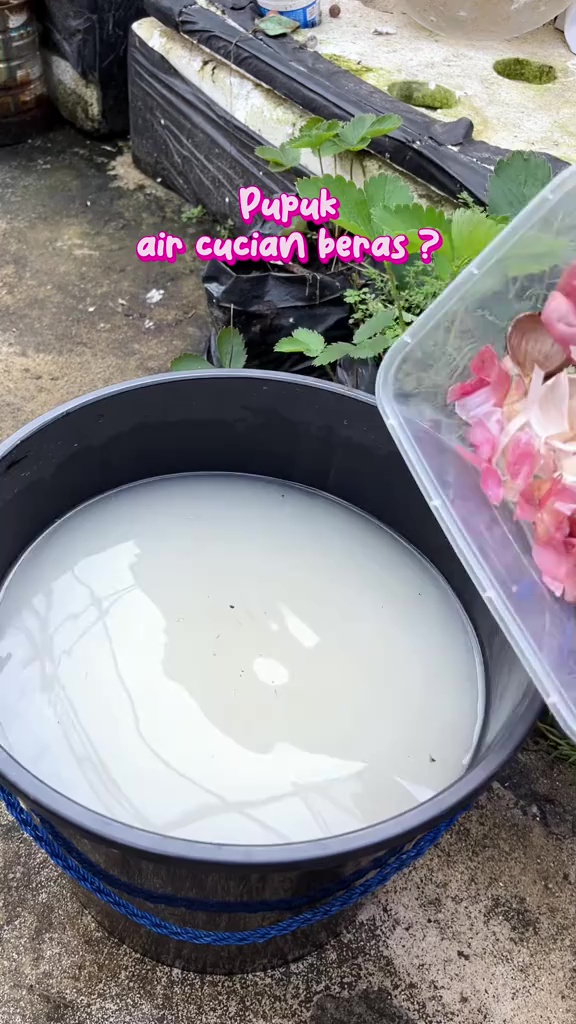 Asal pakai bisa bikin tanaman jadi busuk, ini cara aman menggunakan air cucian beras sebagai pupuk