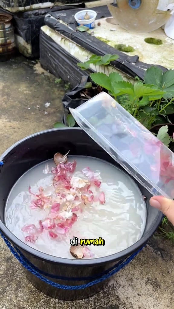 Asal pakai bisa bikin tanaman jadi busuk, ini cara aman menggunakan air cucian beras sebagai pupuk